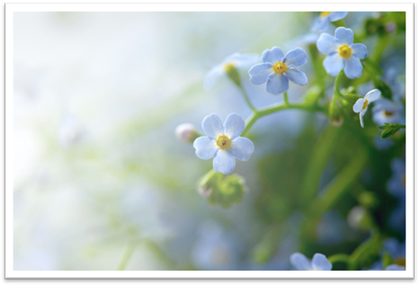 Blue flowers in a garden